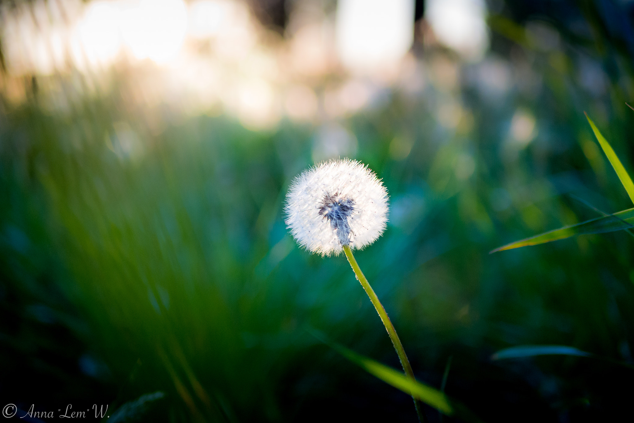Olympus PEN E-PL5 sample photo. Dandelion photography