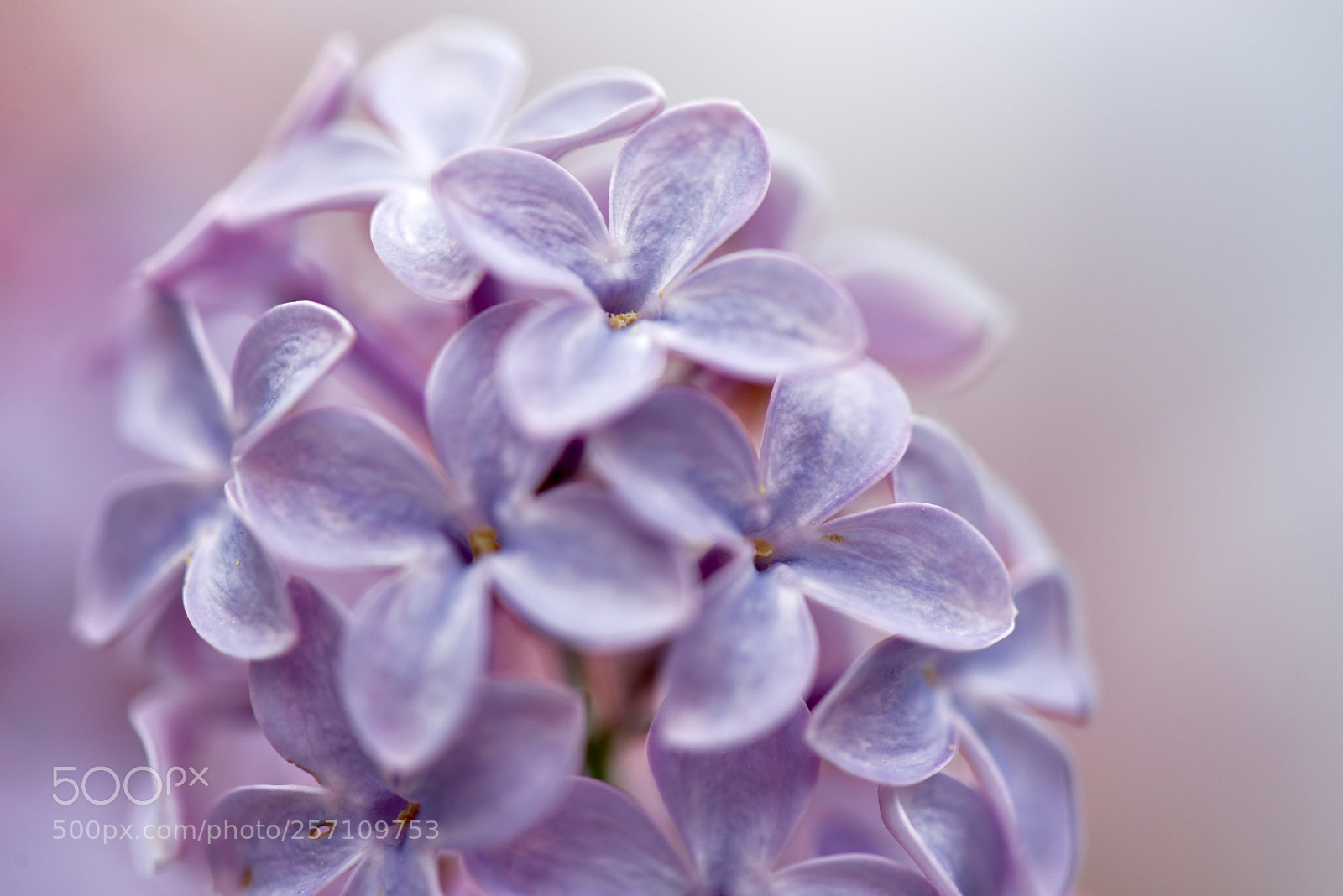 Nikon D810 sample photo. Untitled photography