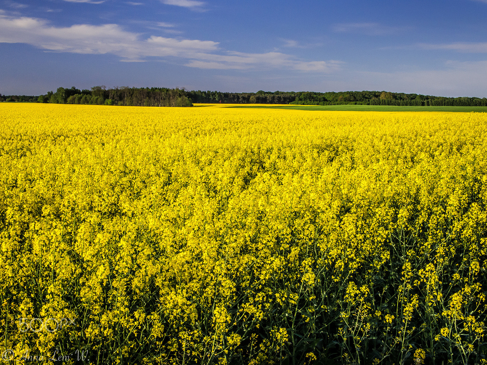 Olympus PEN E-PL5 sample photo. Rapeseed photography