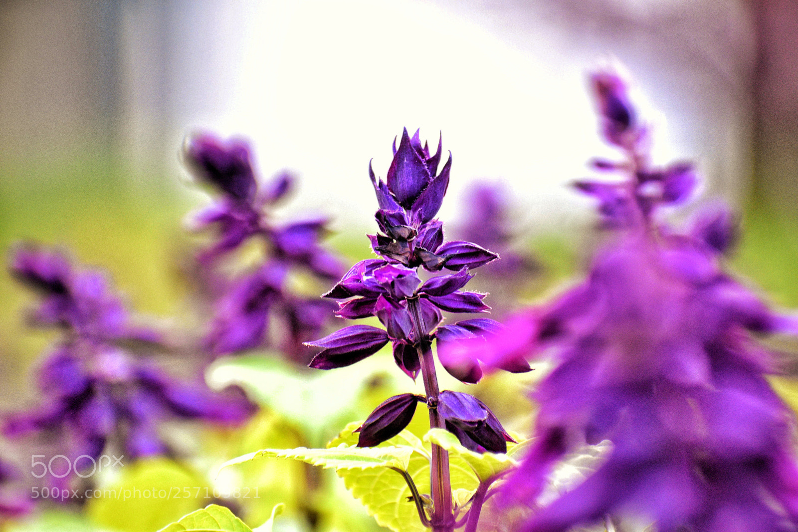 Nikon D5600 sample photo. Purple blooms photography