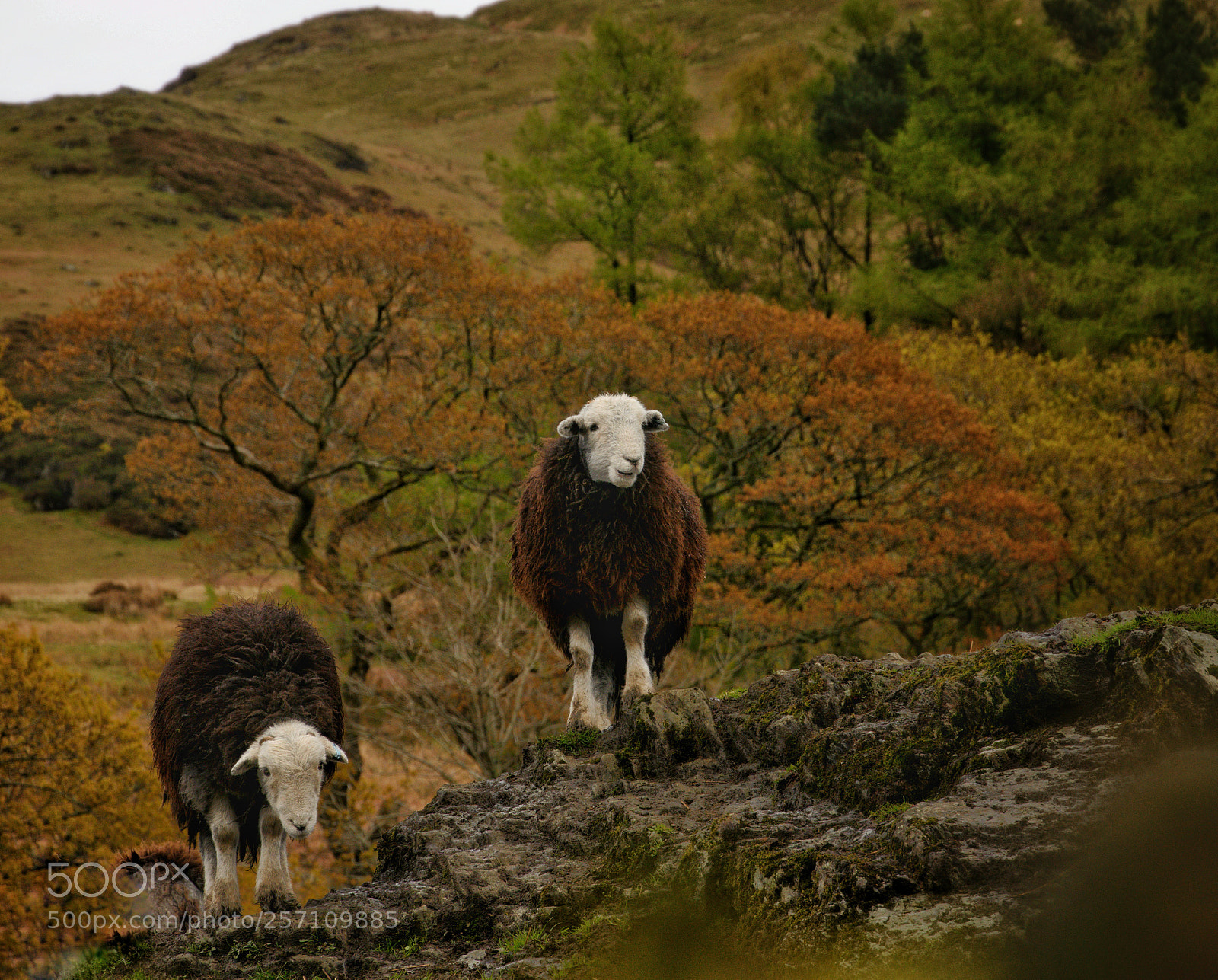 Nikon D7200 sample photo. High herdwicks photography