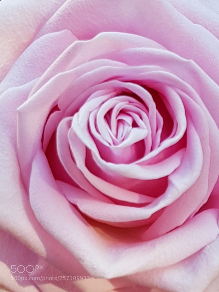 Samsung Galaxy S8 sample photo. Soft pink rose. photography