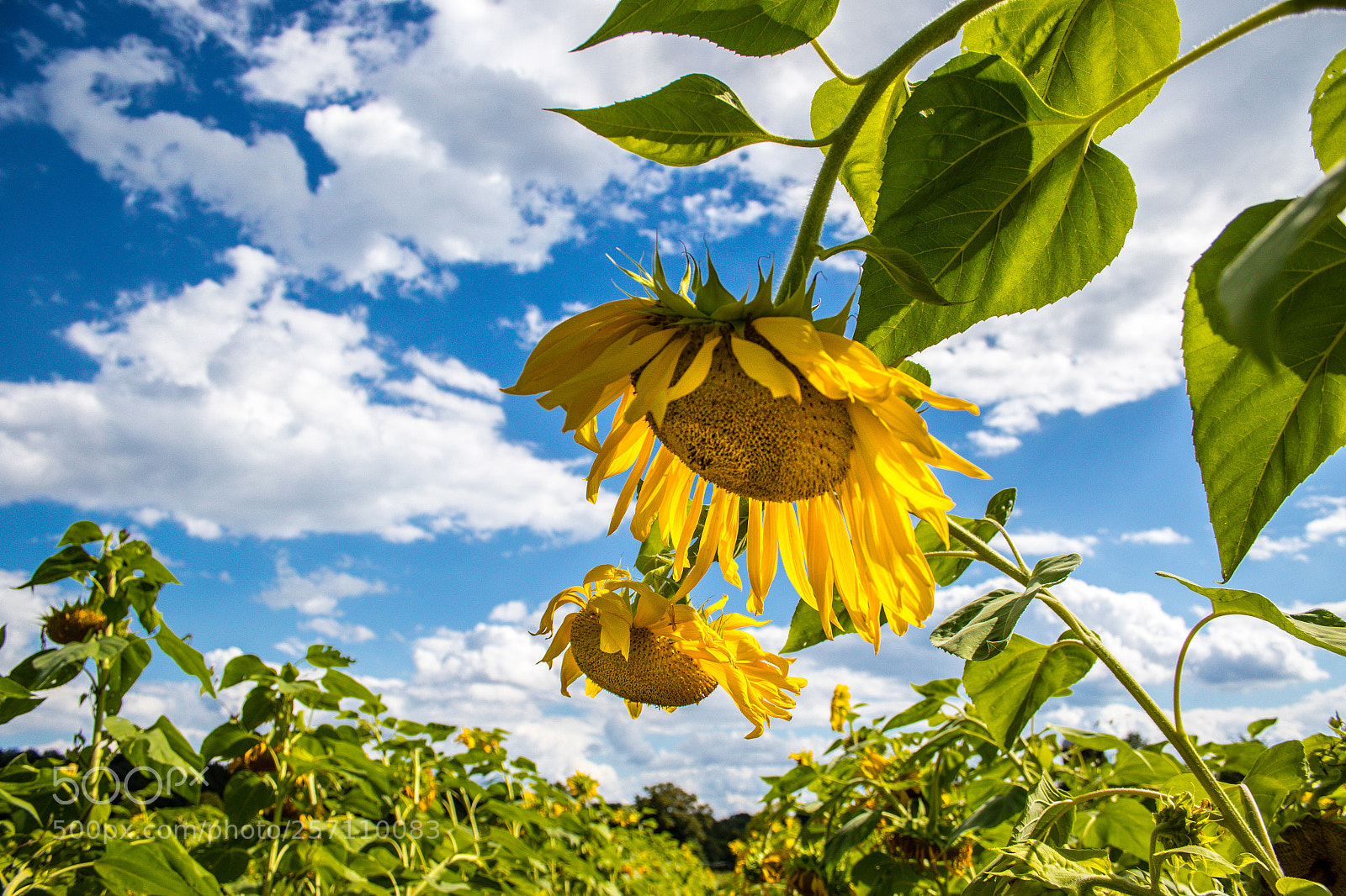 Canon EOS 7D Mark II sample photo. Sunflowers photography
