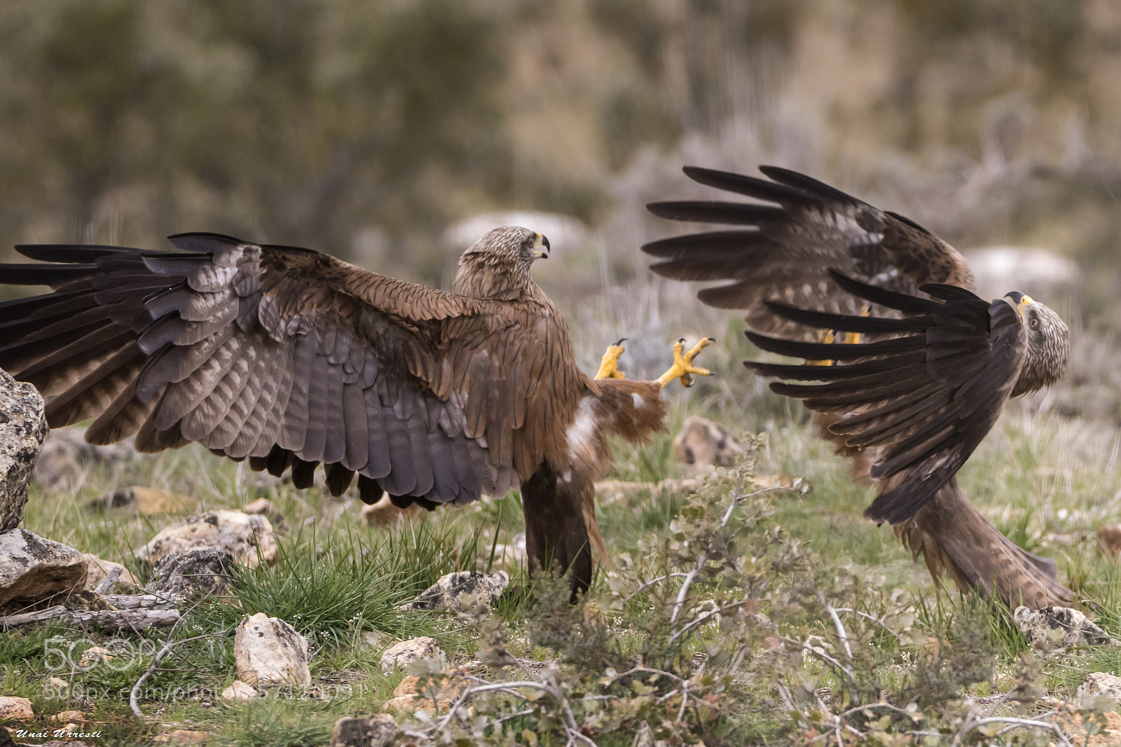 Canon EOS 77D (EOS 9000D / EOS 770D) sample photo. Pelea de milanos negros. photography