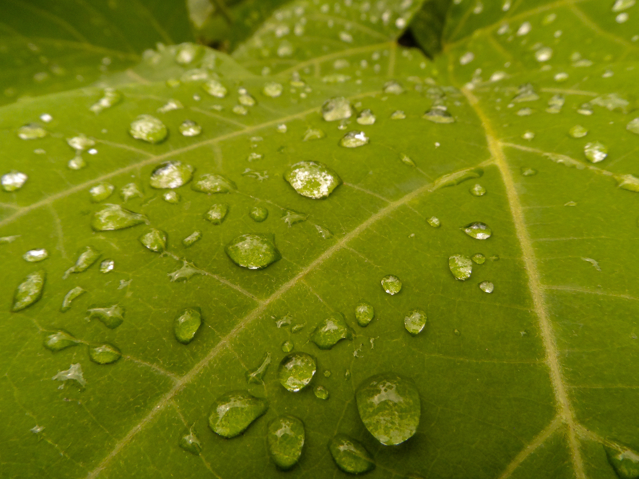 Samsung WB150 / WB150F / WB152 / WB152F / WB151 / WB151F / WB140 sample photo. Macro details photography