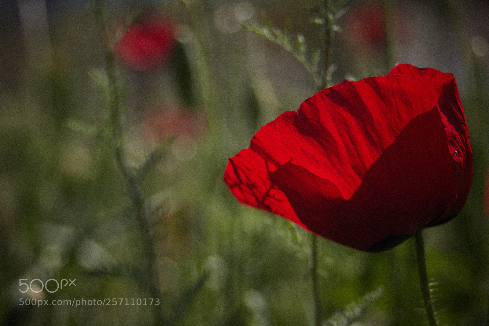 Canon EOS 760D (EOS Rebel T6s / EOS 8000D) sample photo. Img photography