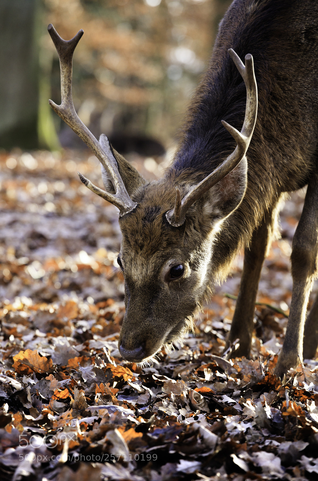 Canon EOS 5DS sample photo. Reh im wald photography