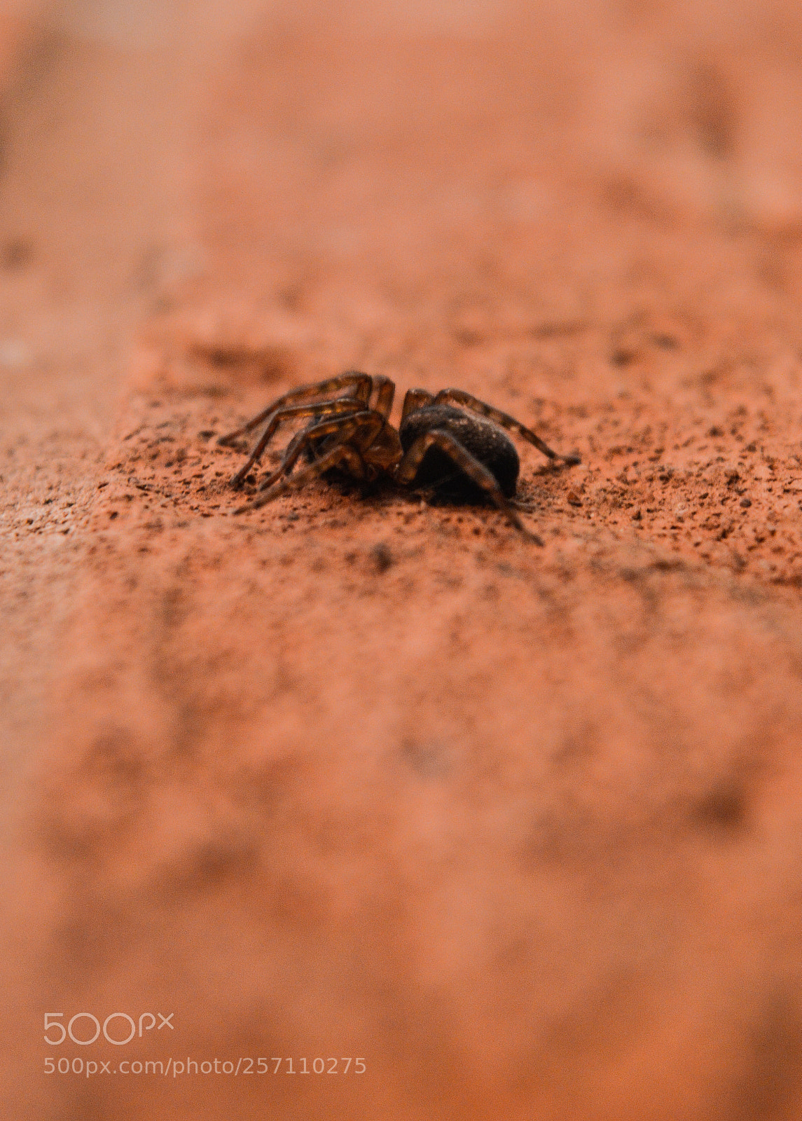 Nikon D3200 sample photo. Spider photography
