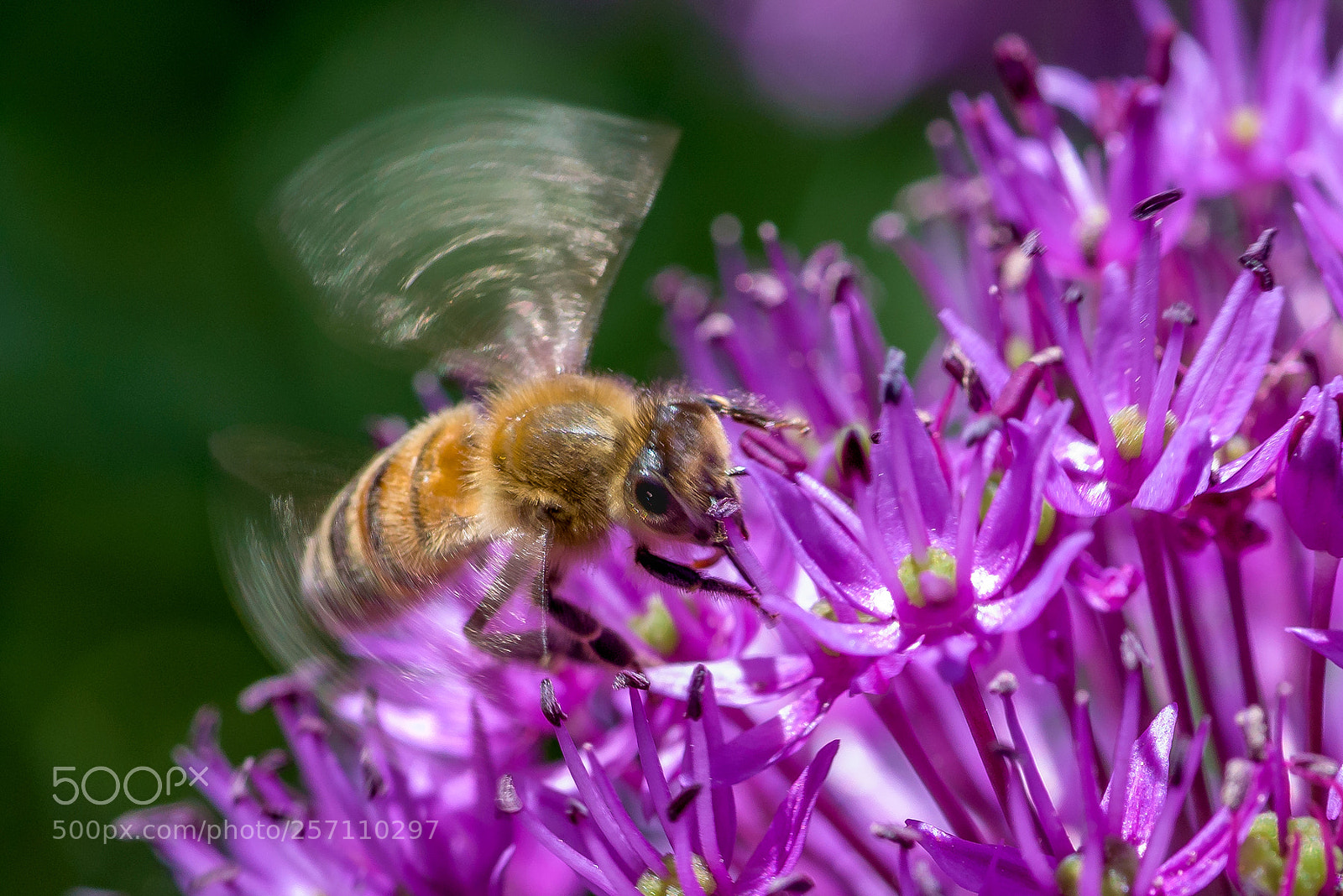 Nikon D750 sample photo. Honeybee photography