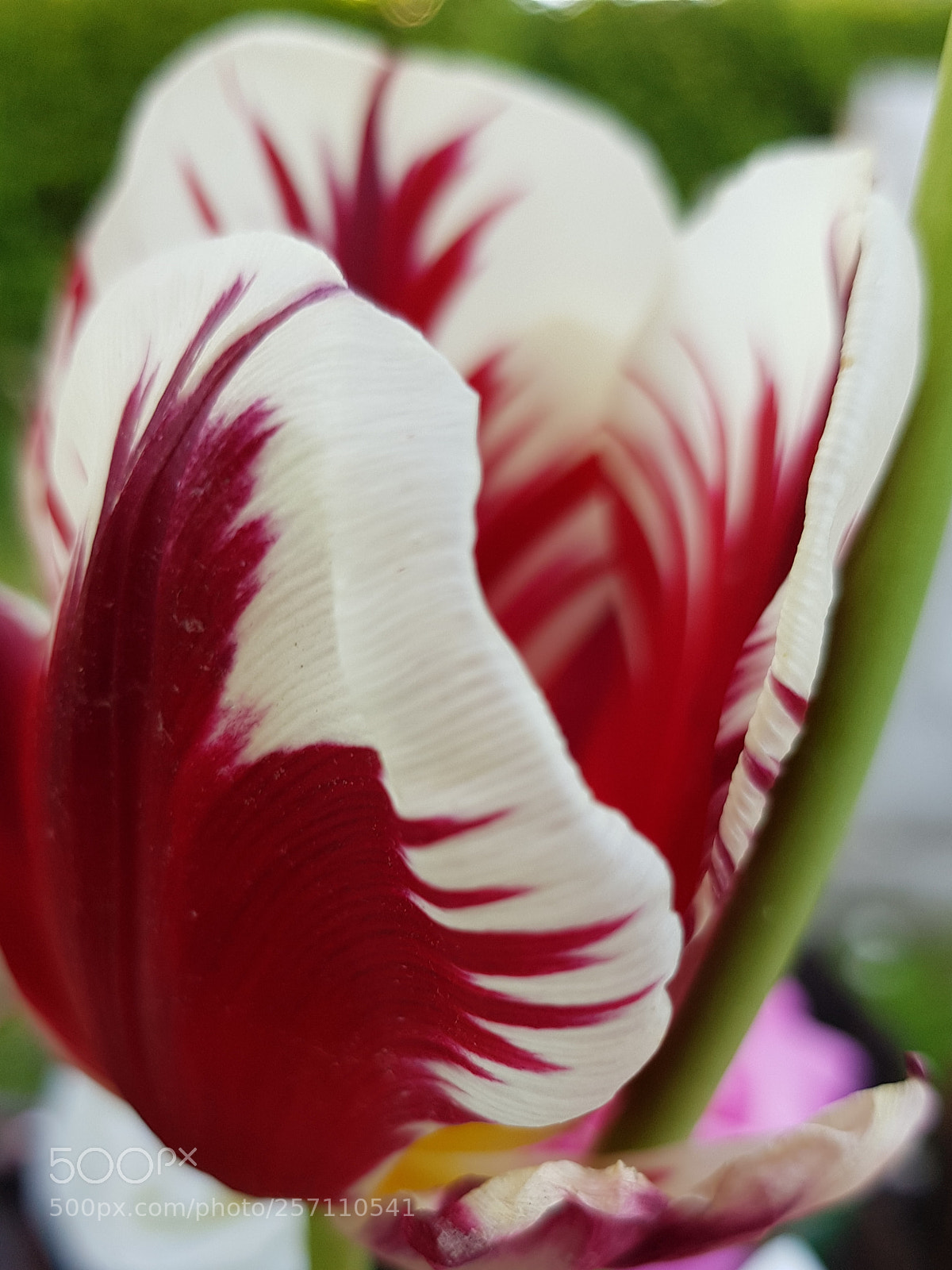 Samsung Galaxy S8 sample photo. Queen of tulips. photography
