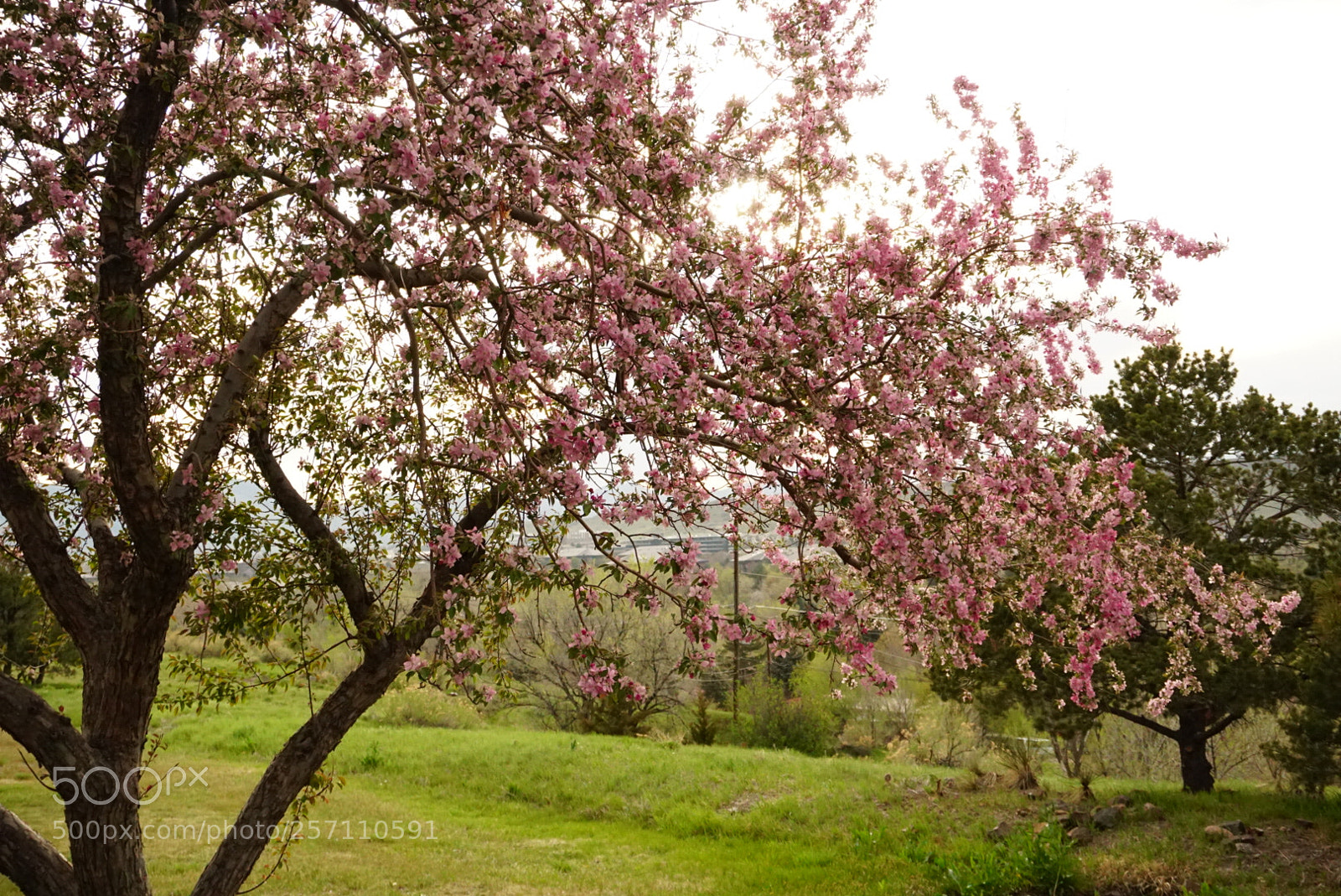 Sony a6300 sample photo. Flowers on cloudy day photography