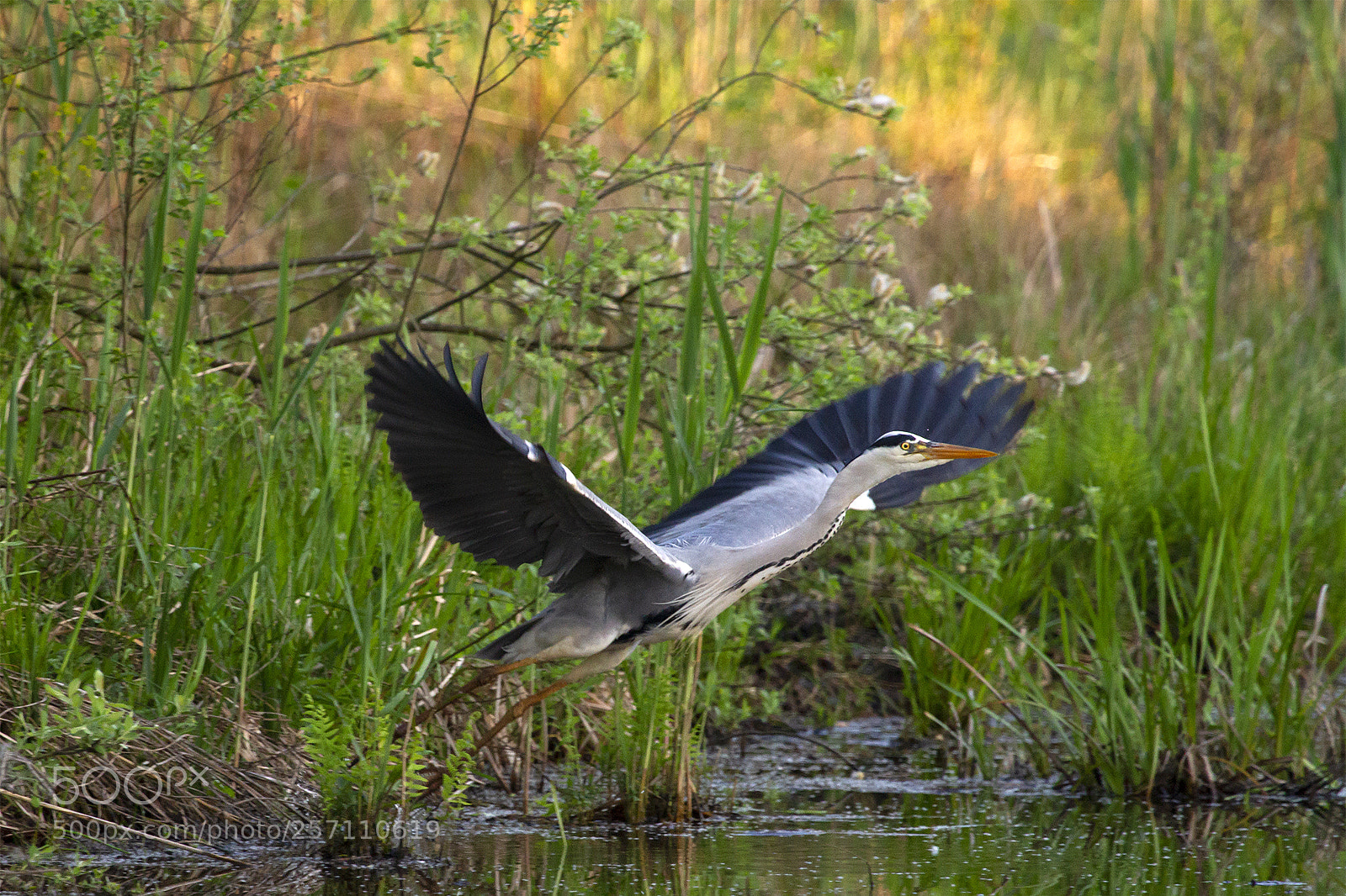 Canon EOS 7D sample photo. Gray heron in palude photography