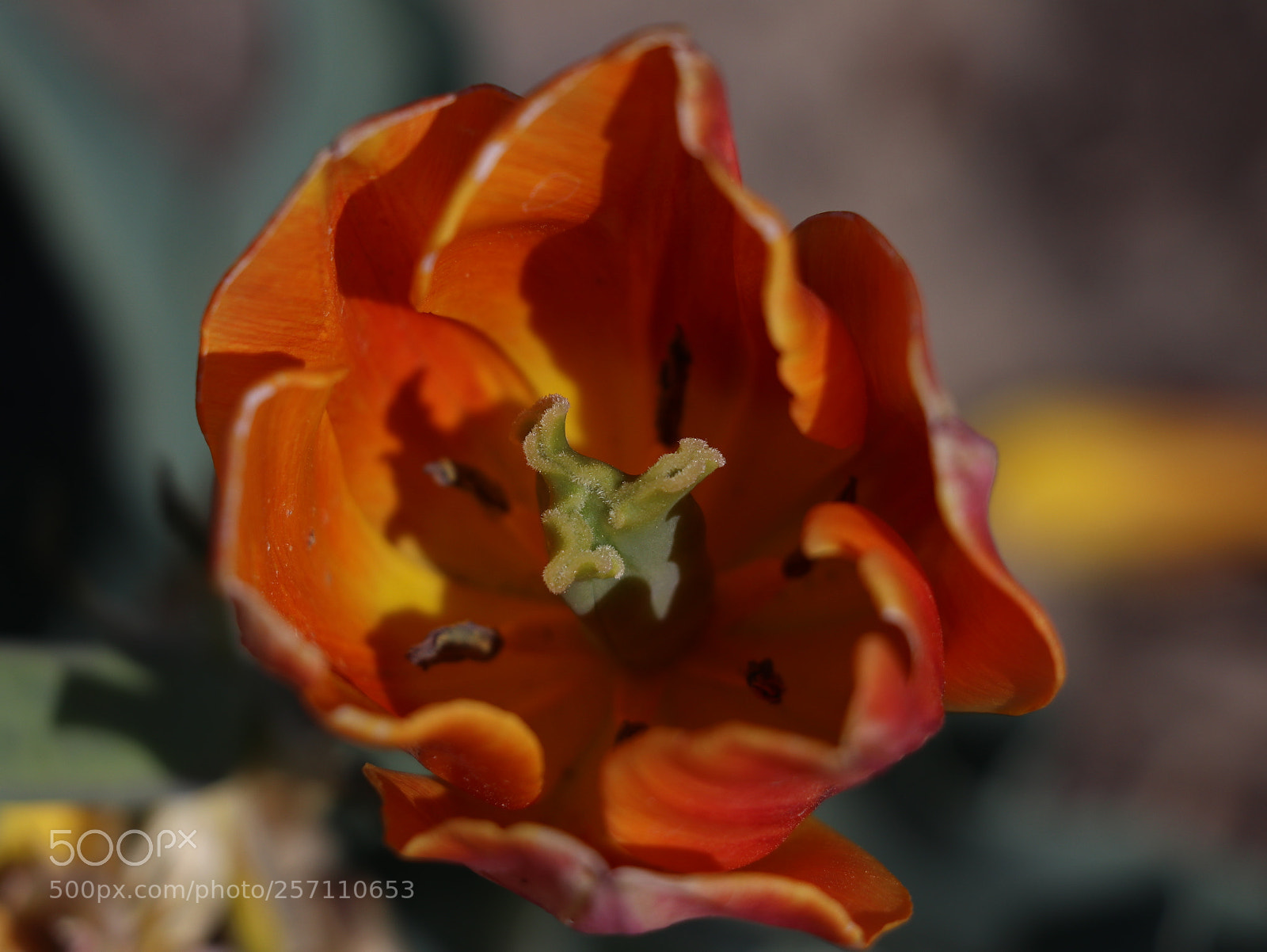 Canon EOS 80D sample photo. Beautiful outdoors photography