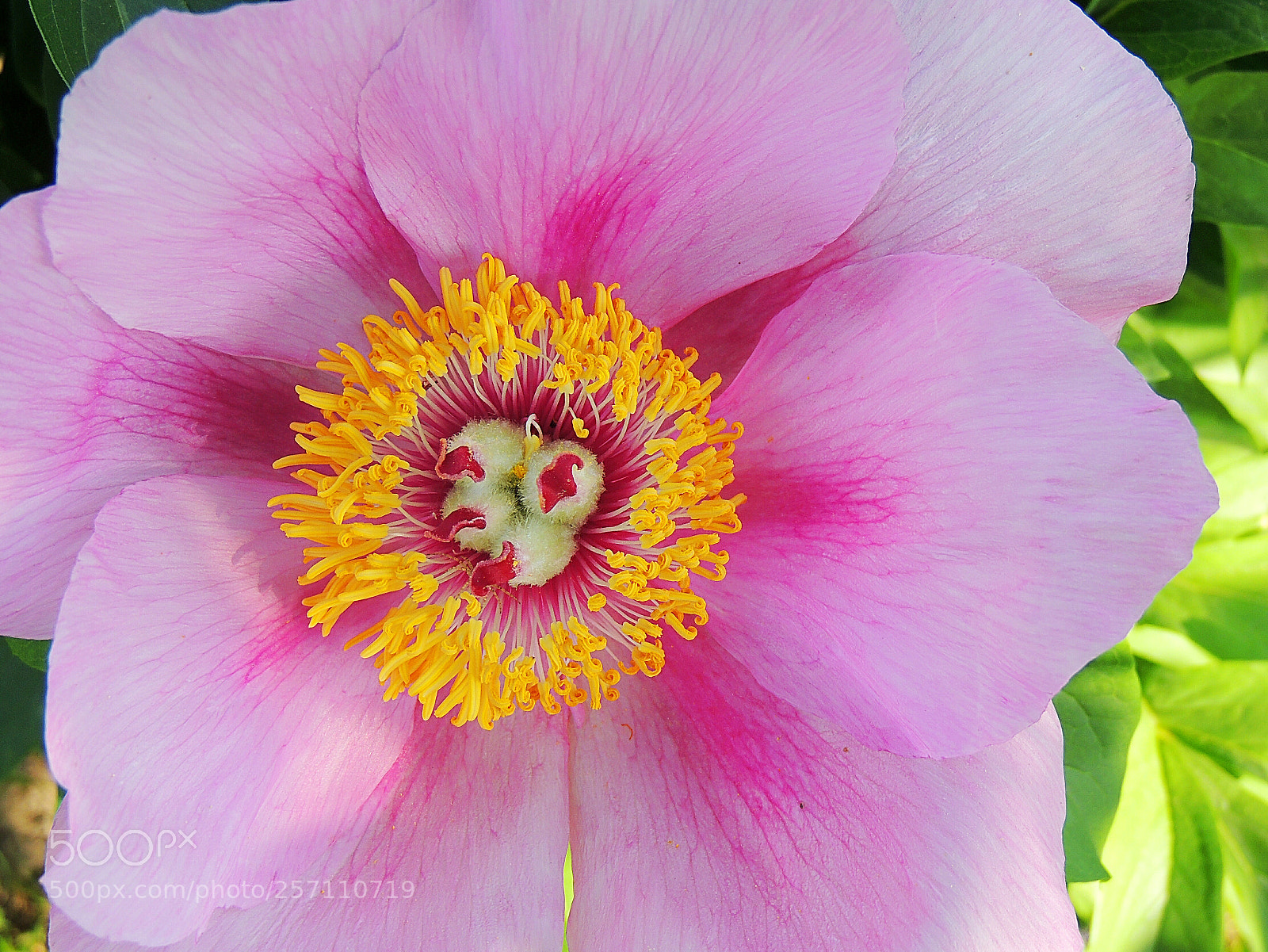 Nikon Coolpix P510 sample photo. Peony flower photography
