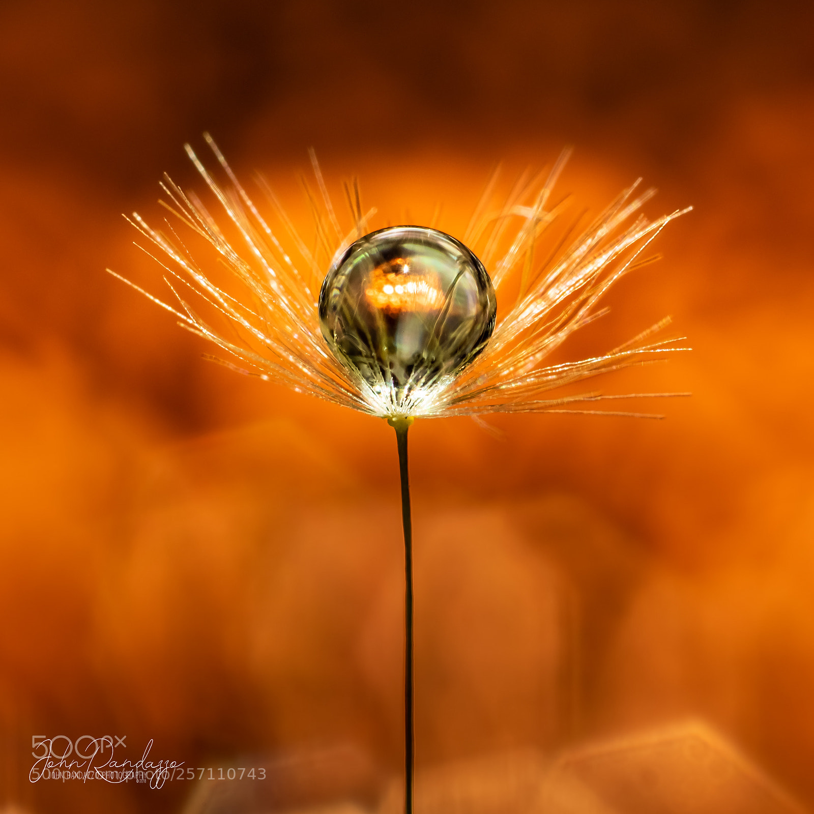 Nikon D810 sample photo. Dandelion droplet photography