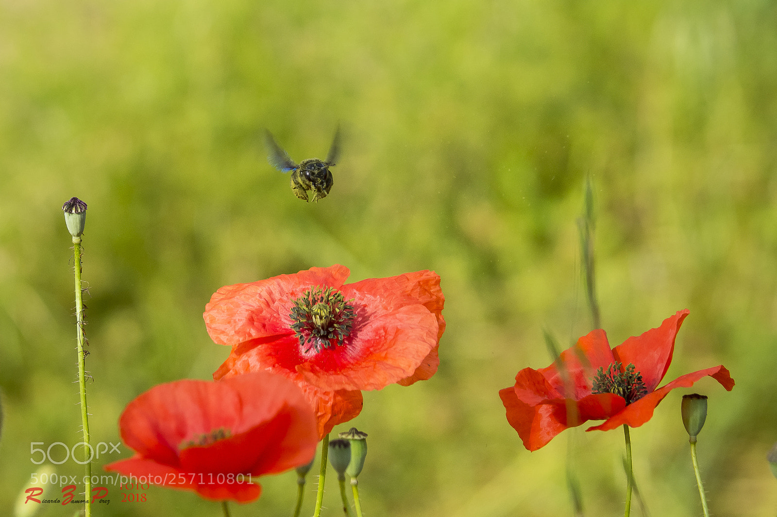 Sony SLT-A77 sample photo. Estany sils photography