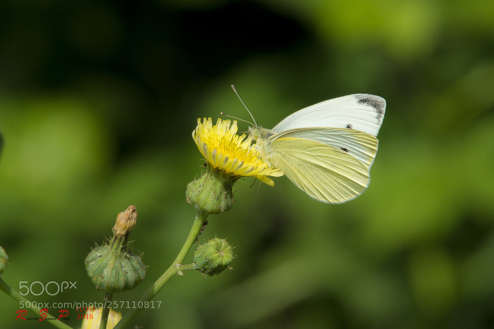 Sony SLT-A77 sample photo. Butterfly photography