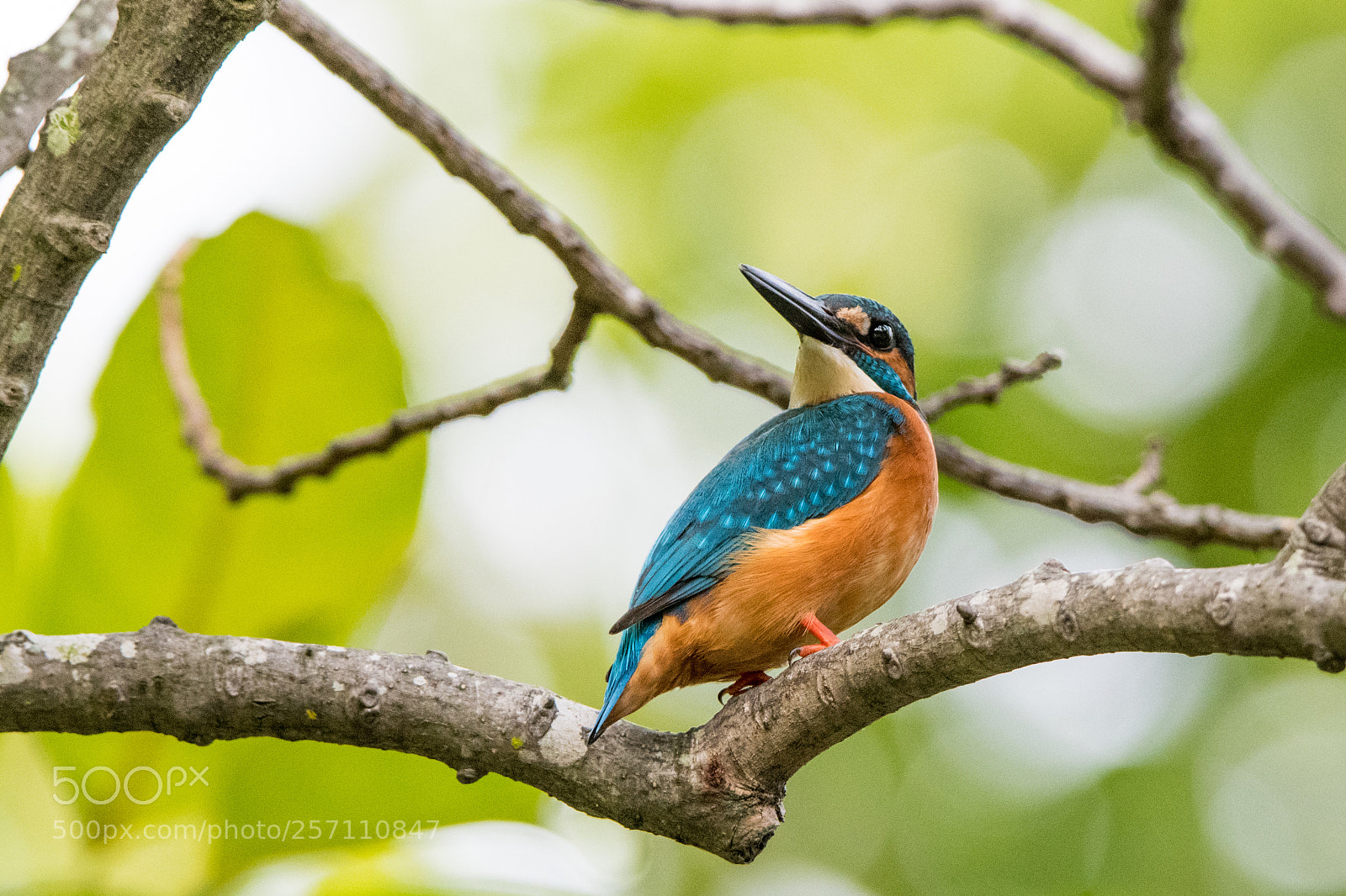 Nikon D500 sample photo. Kingfisher photography