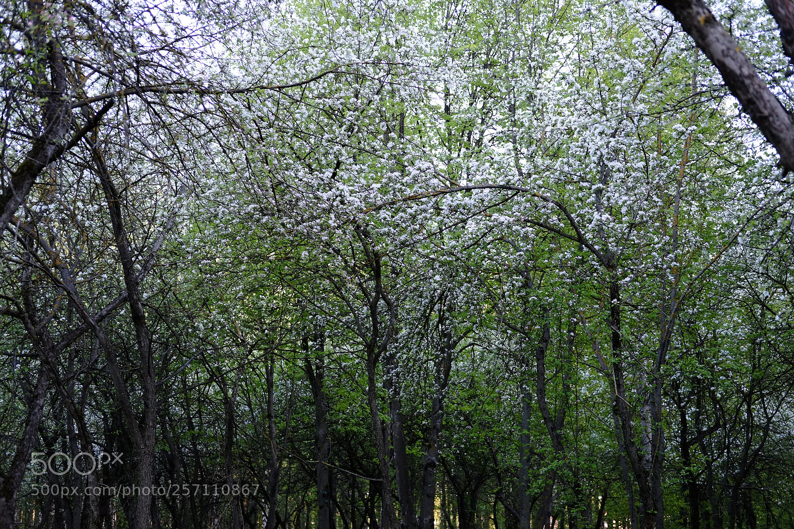 Fujifilm X-Pro1 sample photo. Russian sacura photography