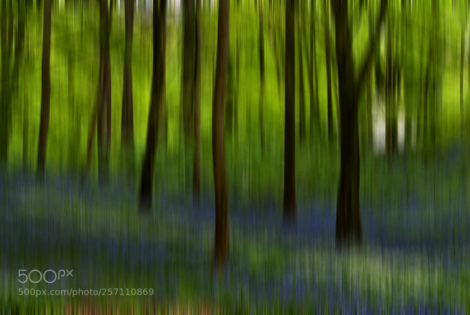 Nikon D60 sample photo. Bluebells photography
