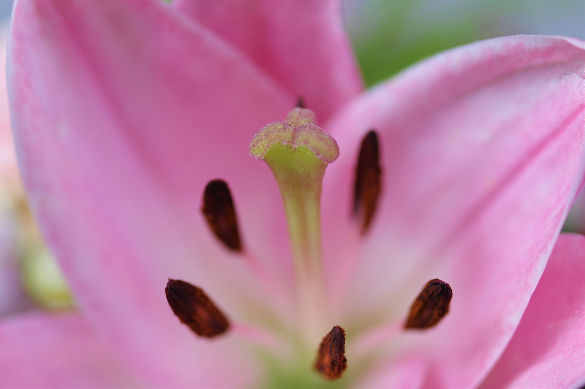 Pentax K-3 + Pentax smc D-FA 50mm F2.8 Macro sample photo. Pink rose photography