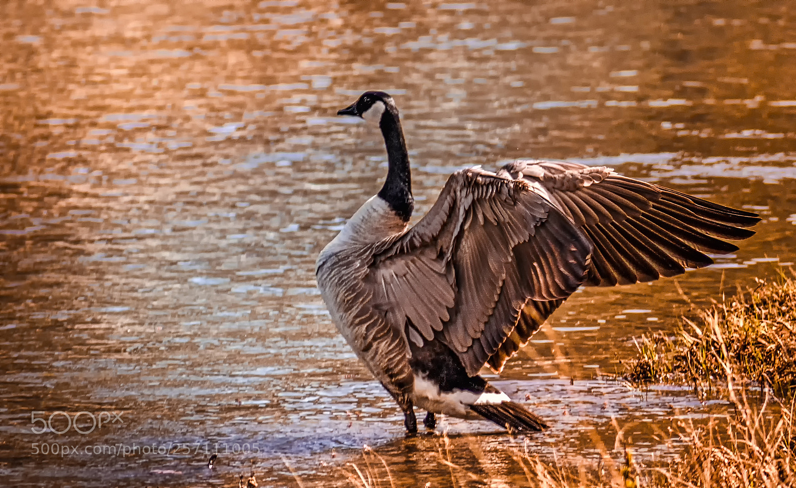 Olympus OM-D E-M1 sample photo. Golden goose photography