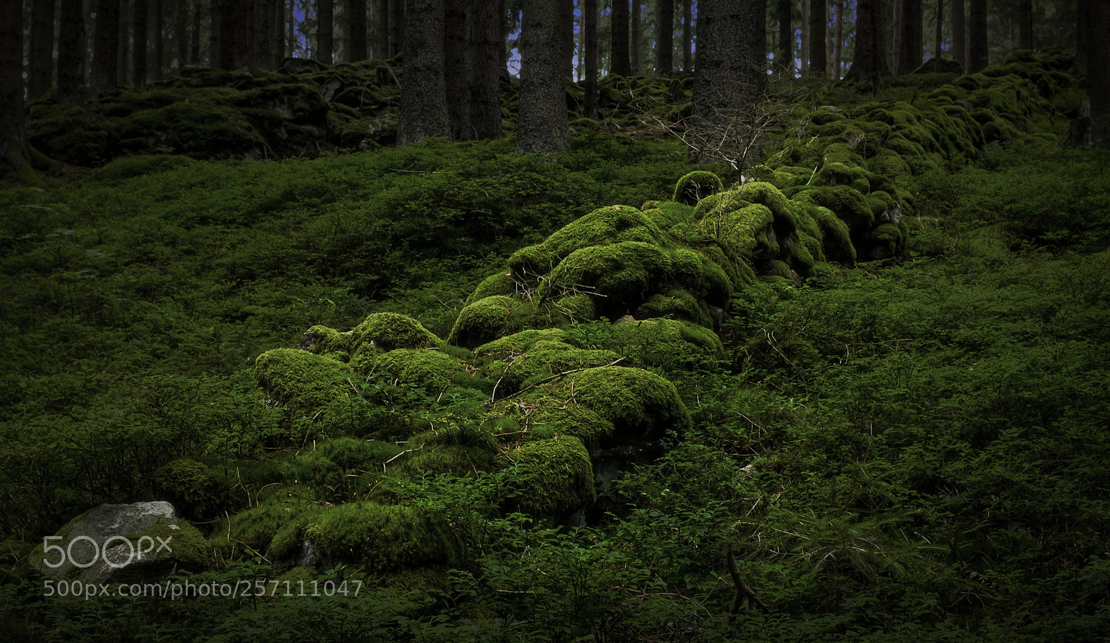 Fujifilm X100F sample photo. Evening forest photography