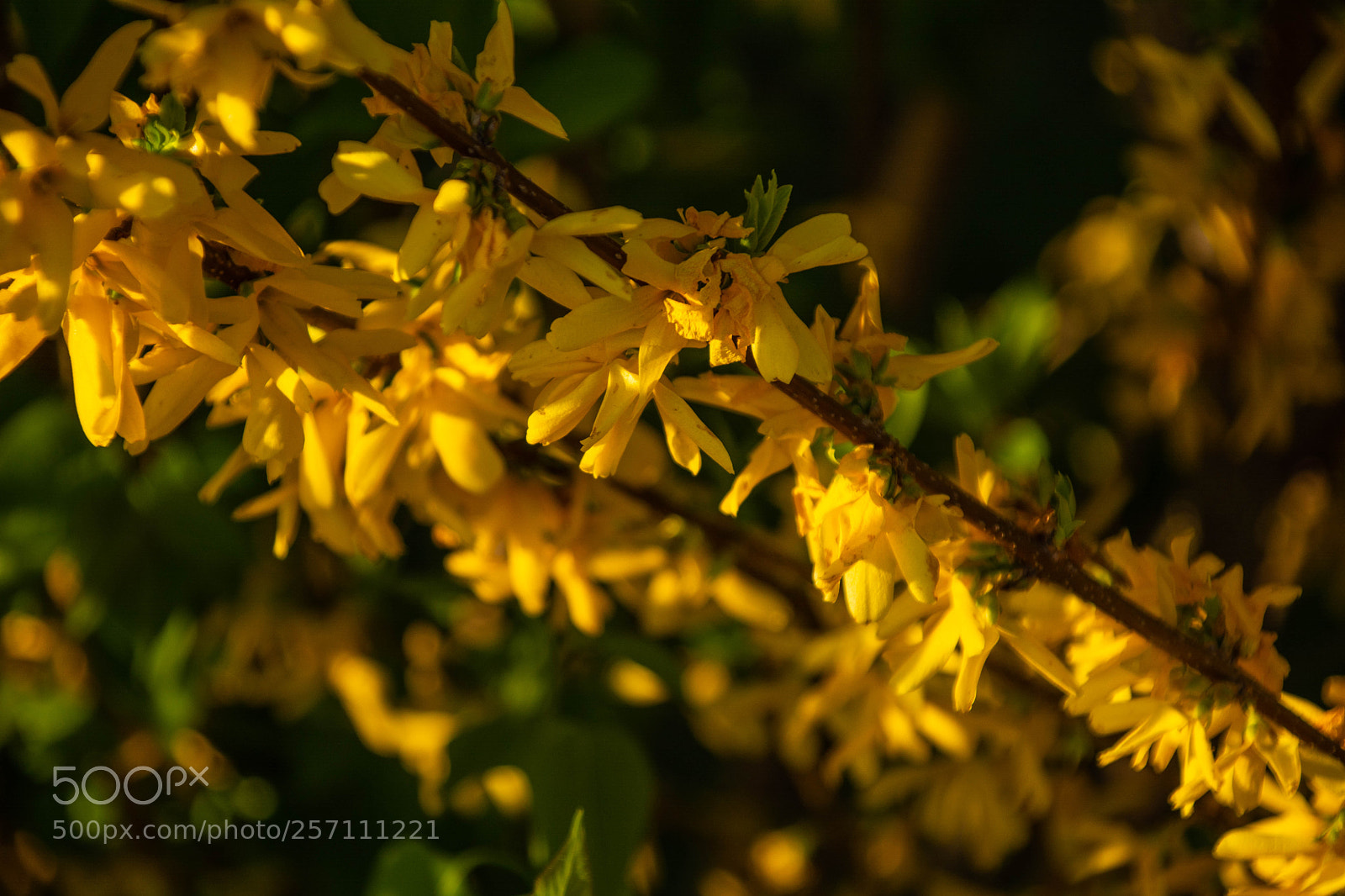 Nikon D7100 sample photo. Nature in details photography