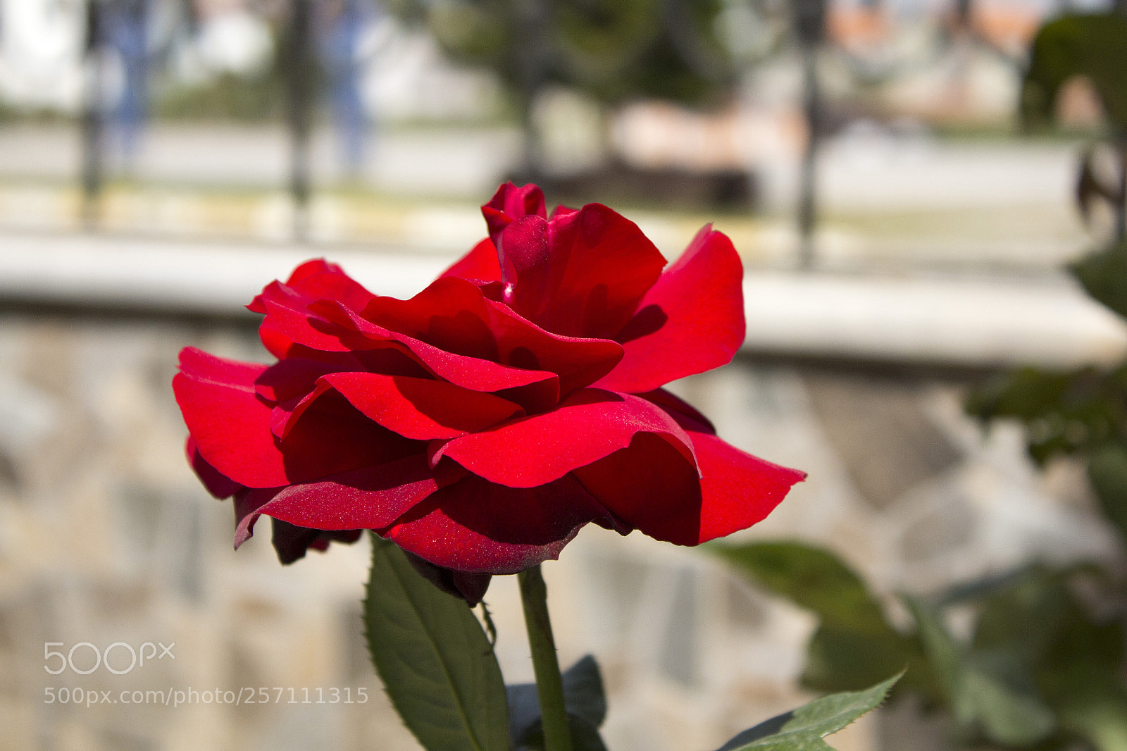 Canon EOS 60D sample photo. Img photography