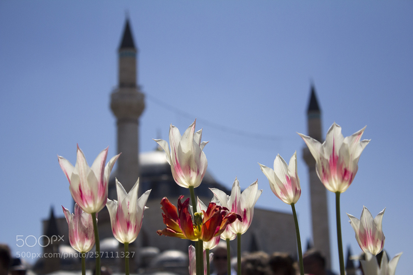 Canon EOS 60D sample photo. Img photography