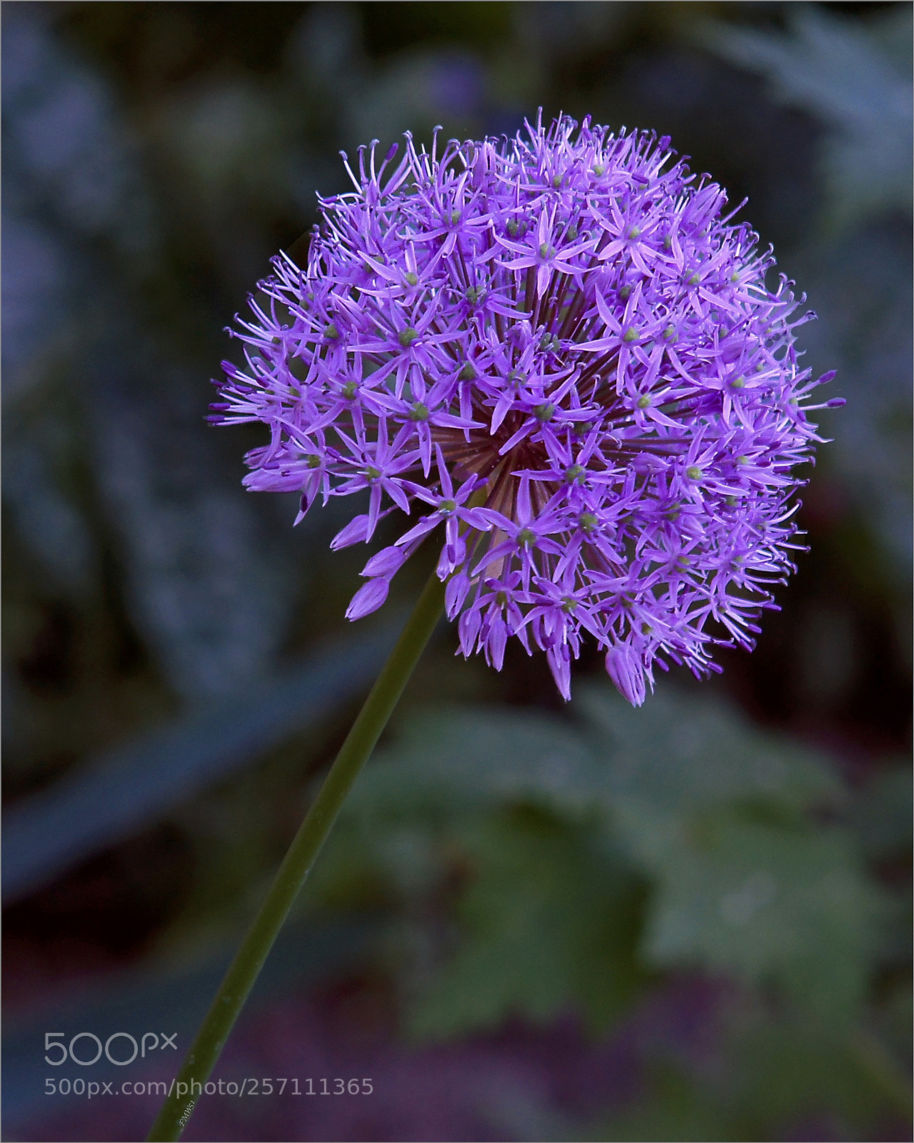 Sony SLT-A55 (SLT-A55V) sample photo. Zierlauch photography