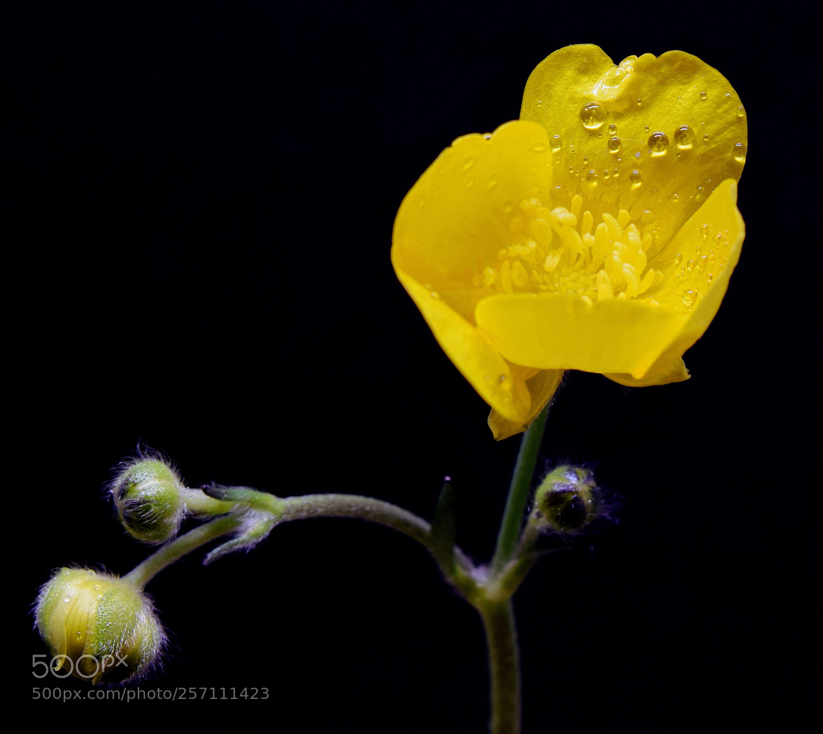 Nikon D5300 sample photo. Buttercup / butterblume makro photography