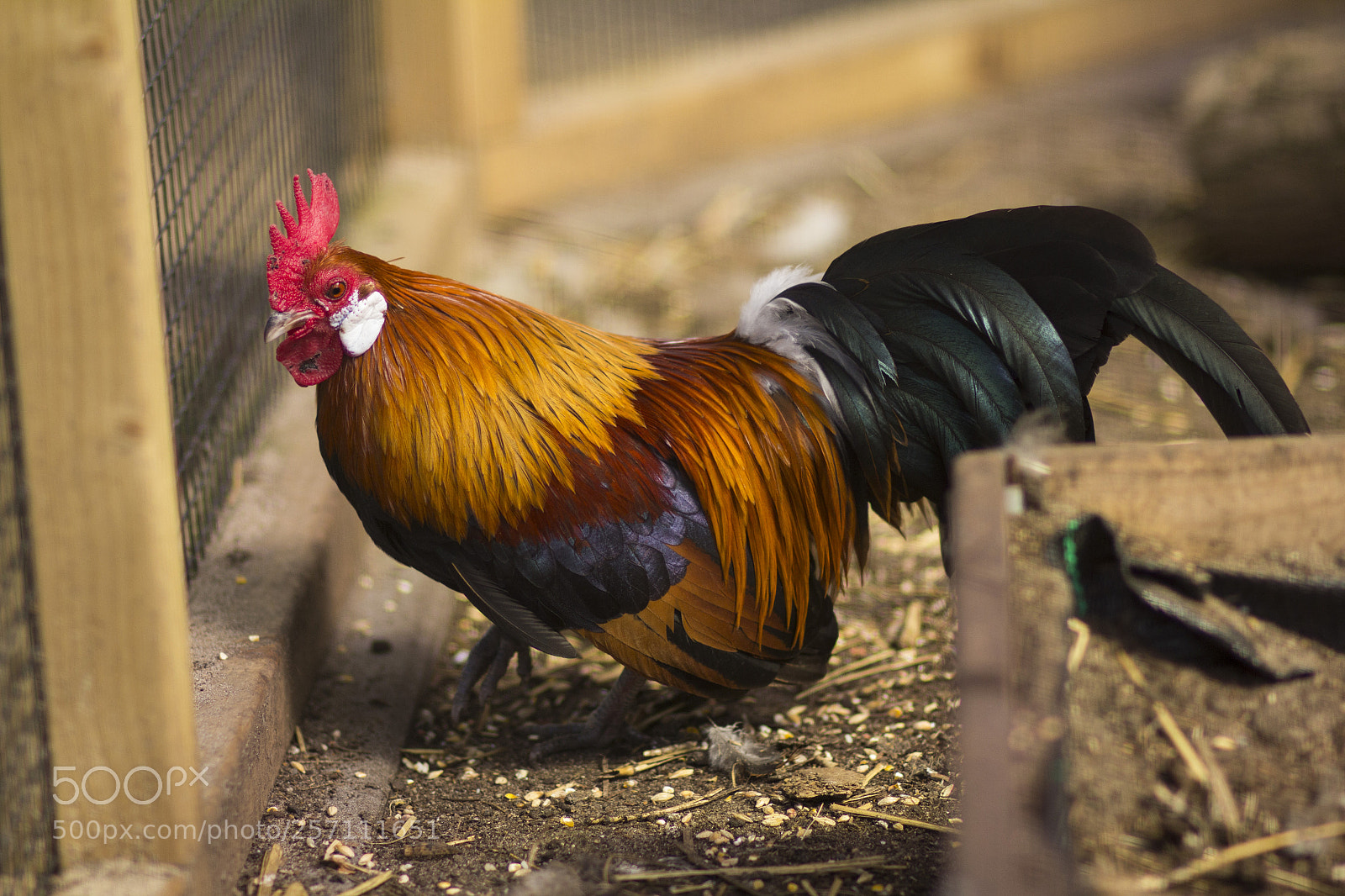 Canon EOS 60D sample photo. Img photography