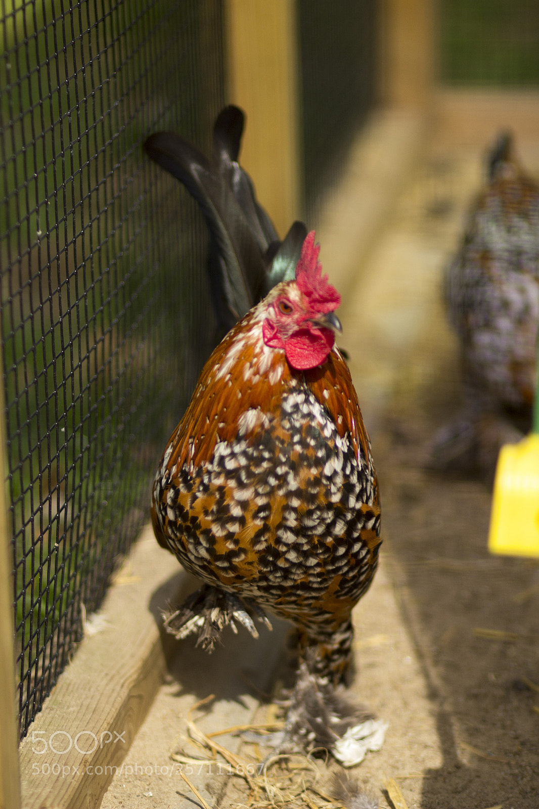 Canon EOS 60D sample photo. Img photography