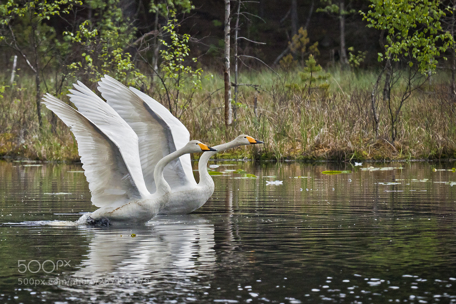 Canon EOS 50D sample photo. Syncron photography