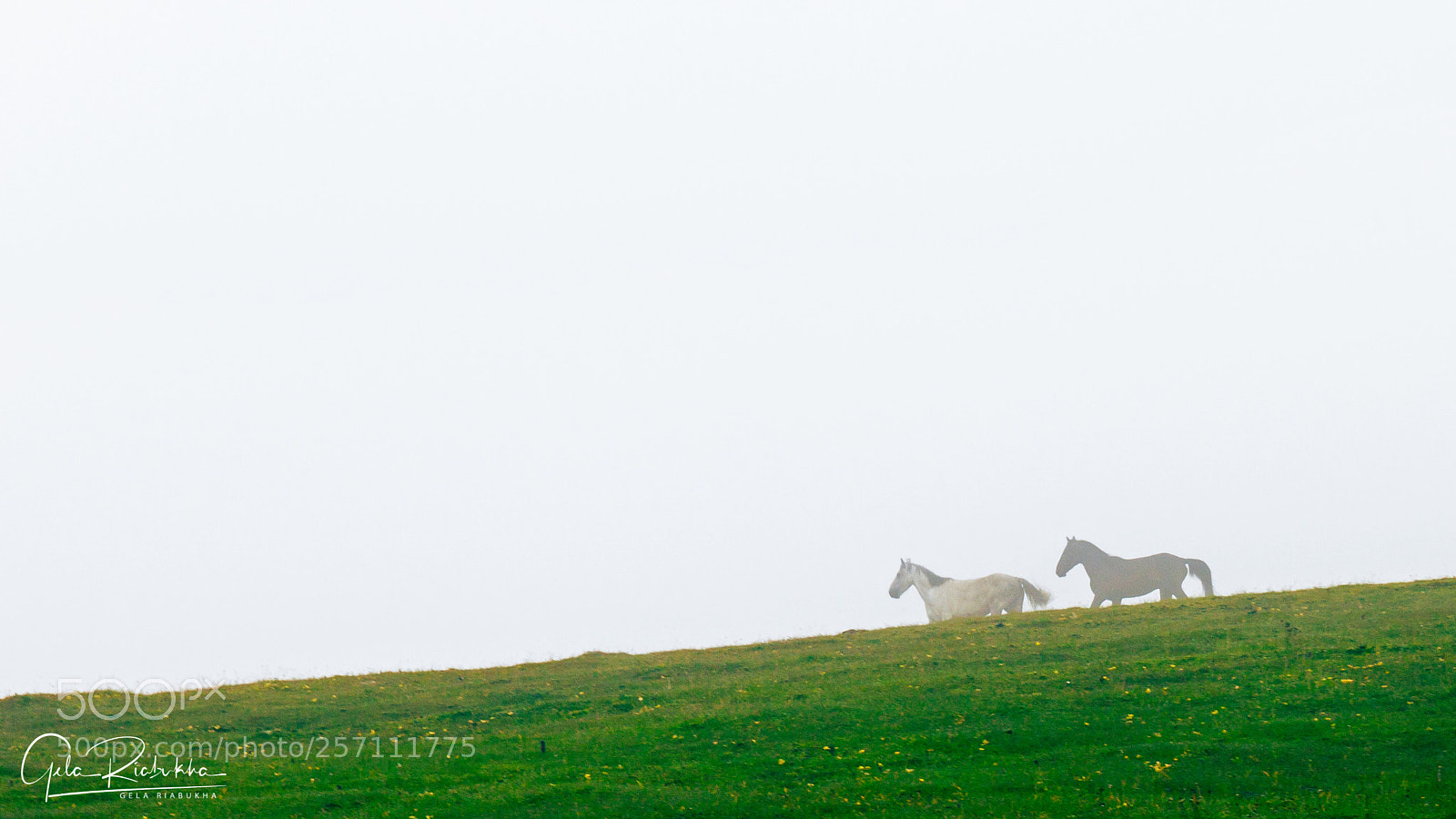 Canon EOS 500D (EOS Rebel T1i / EOS Kiss X3) sample photo. Horses in a fog photography