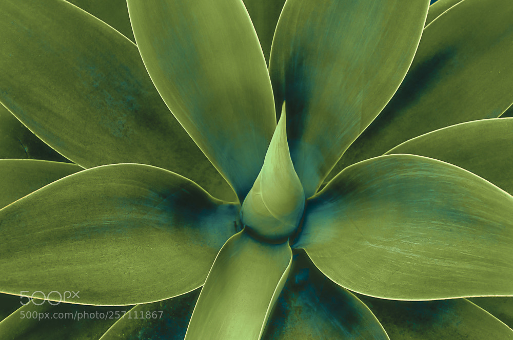 Nikon D5000 sample photo. Beach plant photography