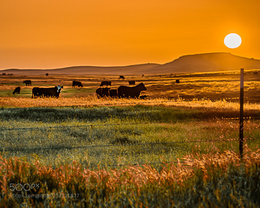 Nikon D7100 sample photo. Evening herd photography