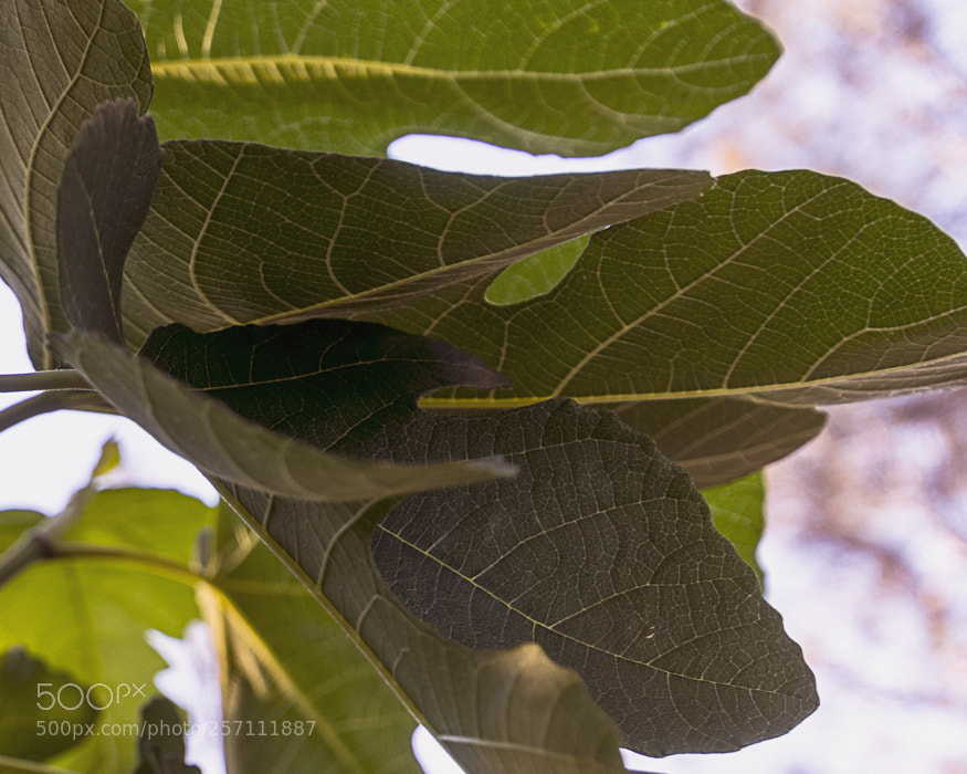 Nikon D7100 sample photo. Hiding place photography