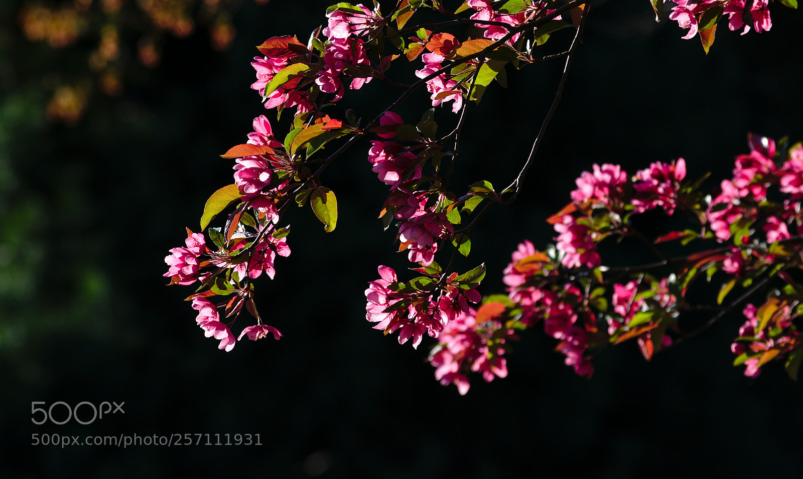 Nikon D3300 sample photo. 2018-05-07_4237.jpg photography