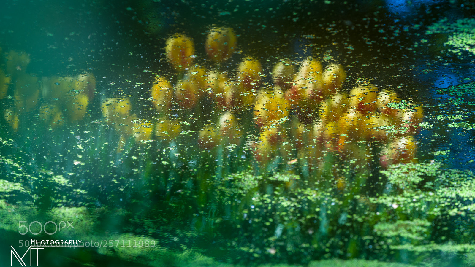 Nikon D750 sample photo. Reflections. keukenhof, the tulips photography