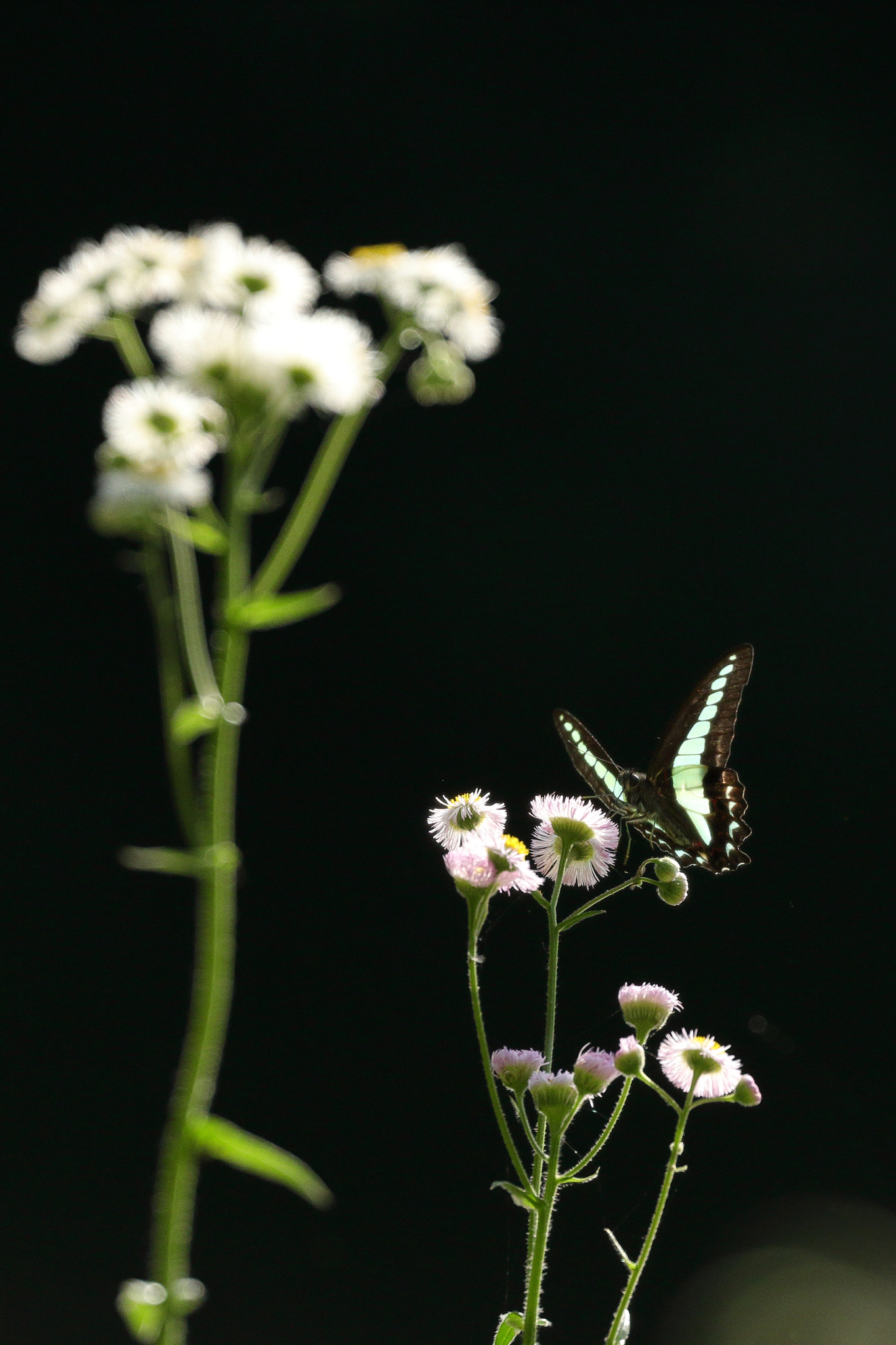 Canon EOS 7D Mark II sample photo. Butterfly 7i2a9392 photography