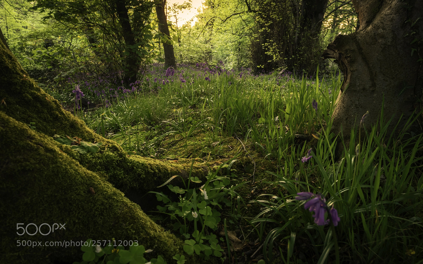 Nikon D750 sample photo. Bluebells at sunset photography