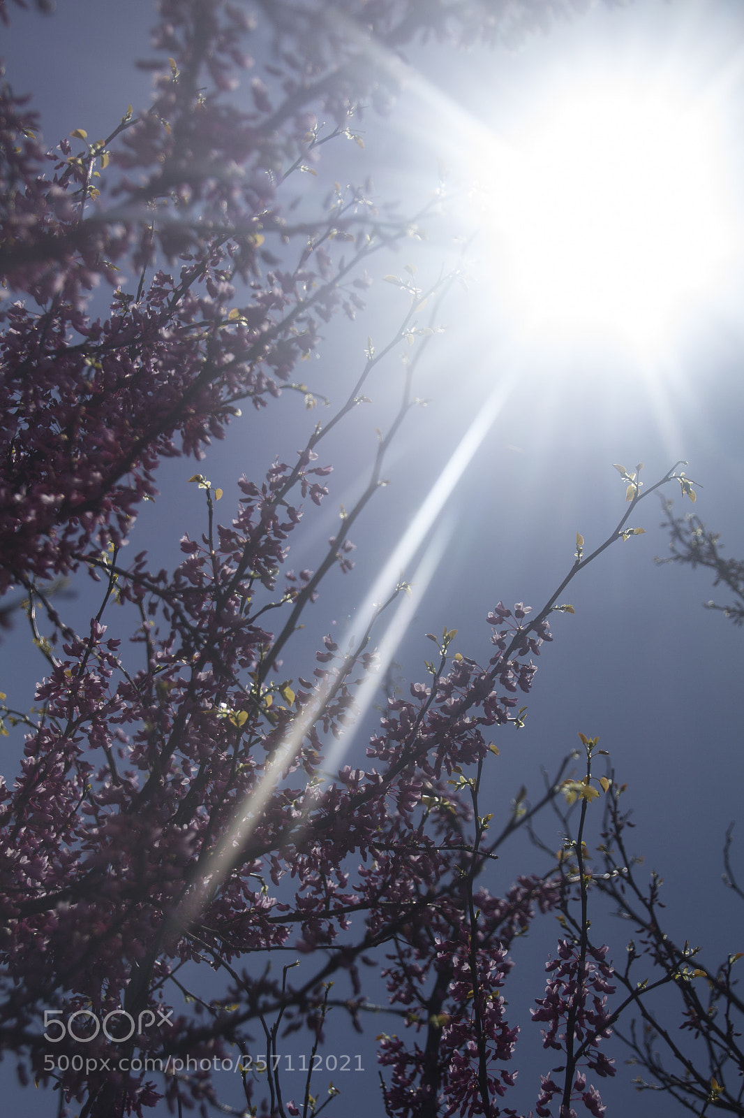 Canon EOS 1200D (EOS Rebel T5 / EOS Kiss X70 / EOS Hi) sample photo. Purple and green leaves photography