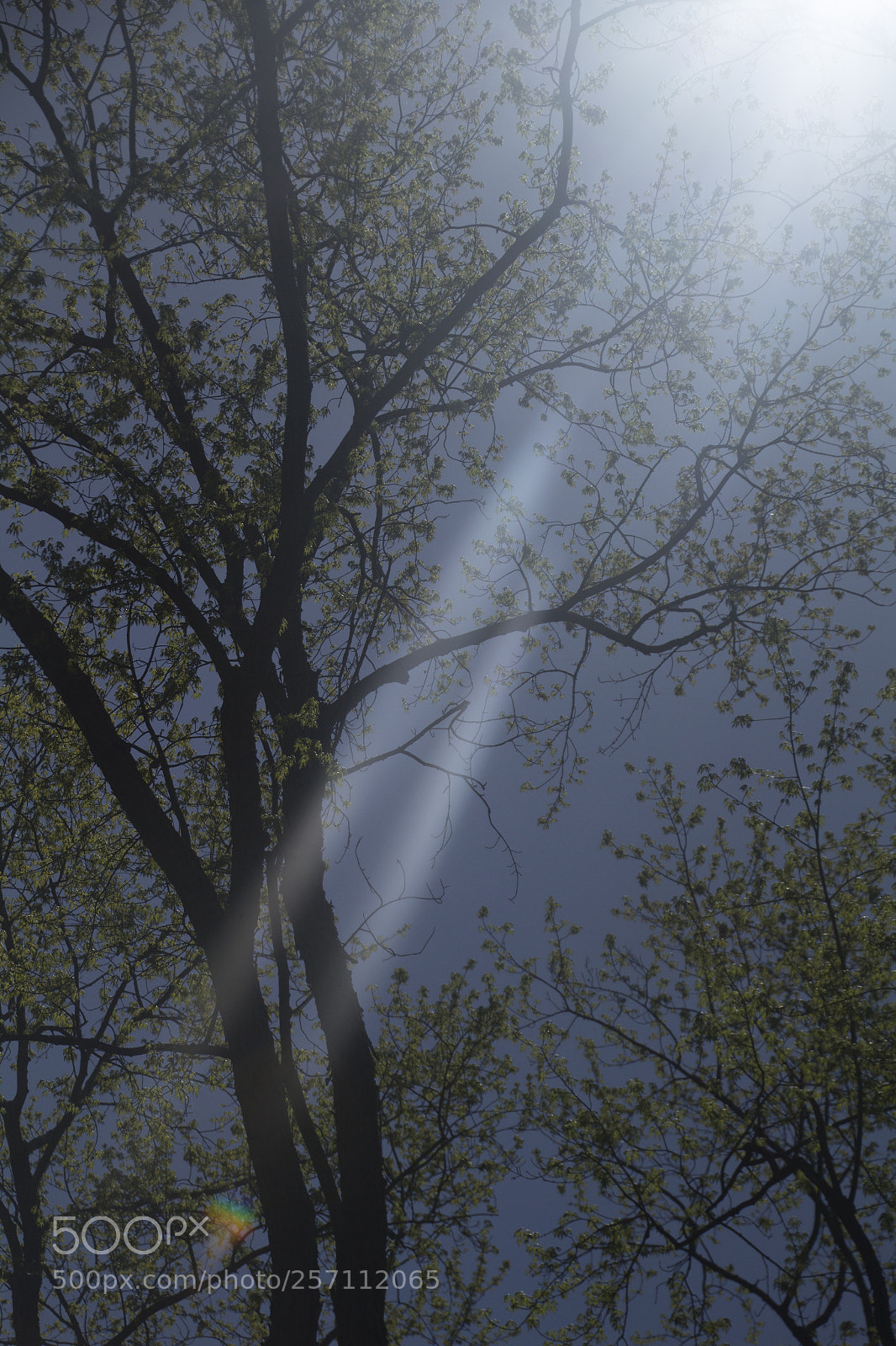 Canon EOS 1200D (EOS Rebel T5 / EOS Kiss X70 / EOS Hi) sample photo. Tree trunk and sunrays photography