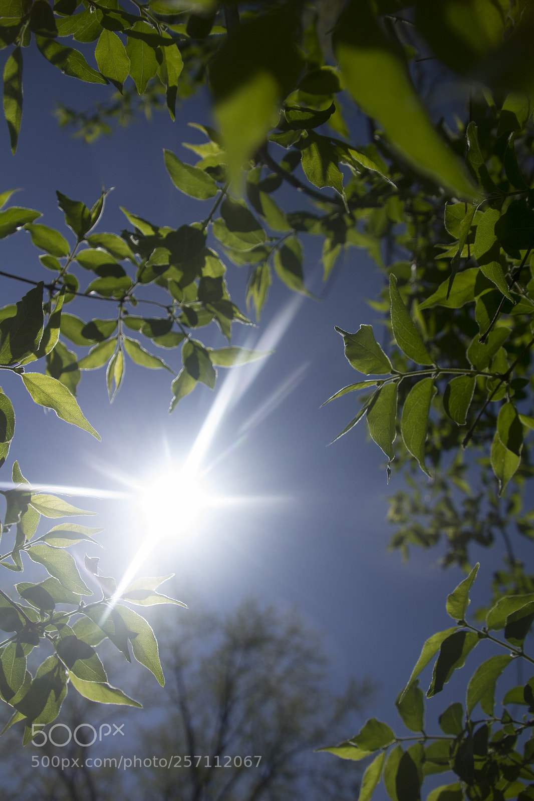Canon EOS 1200D (EOS Rebel T5 / EOS Kiss X70 / EOS Hi) sample photo. Heavenly sunshine branches and photography