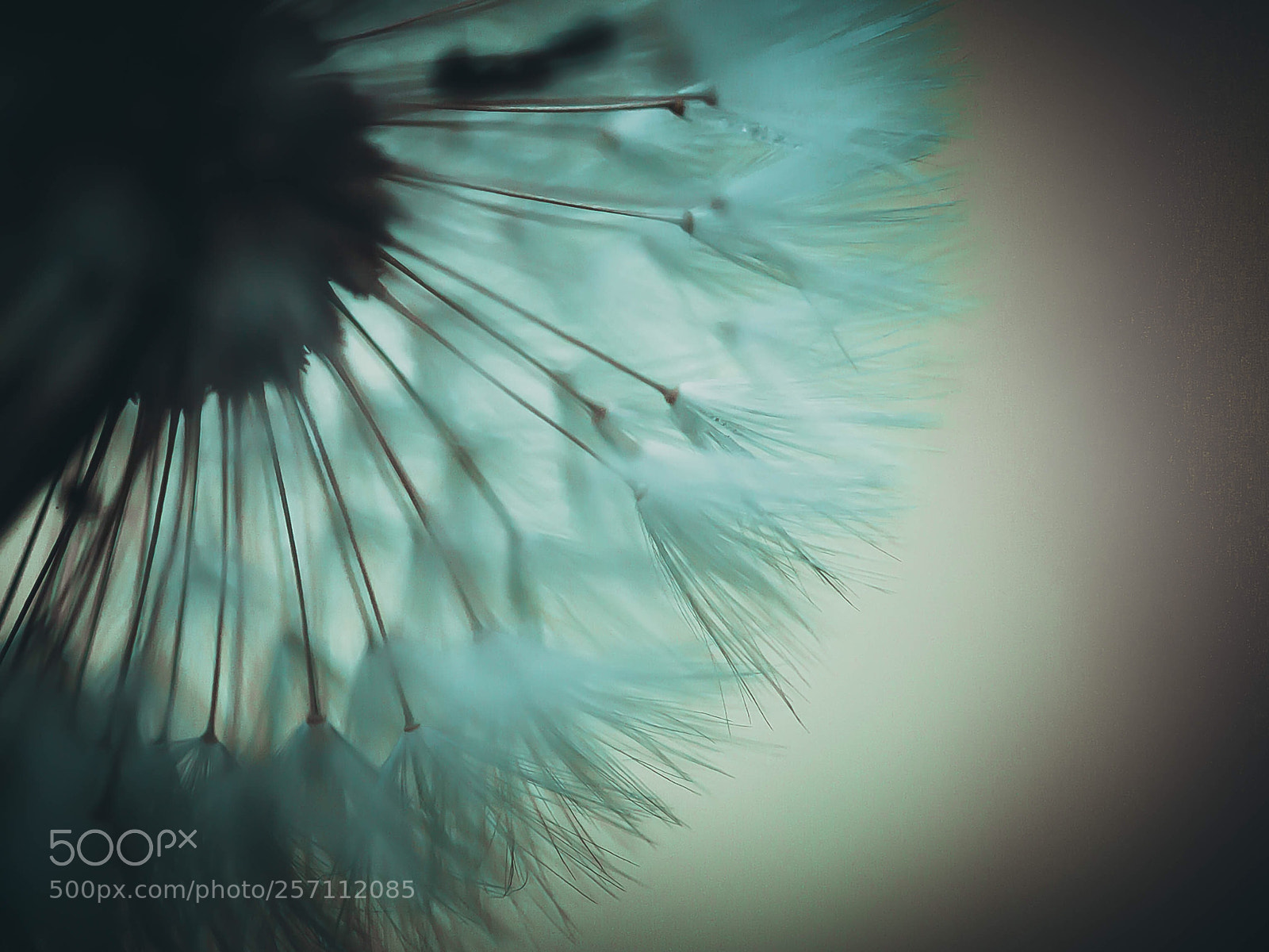 Canon EOS 40D sample photo. Dandelion  photography