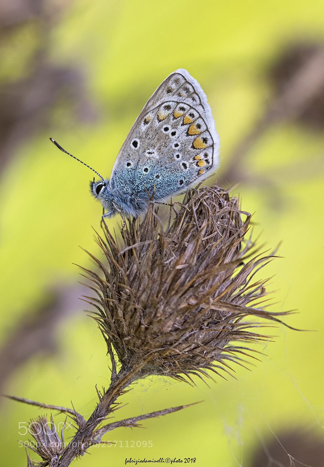 Canon EOS 7D Mark II sample photo. Common blue photography