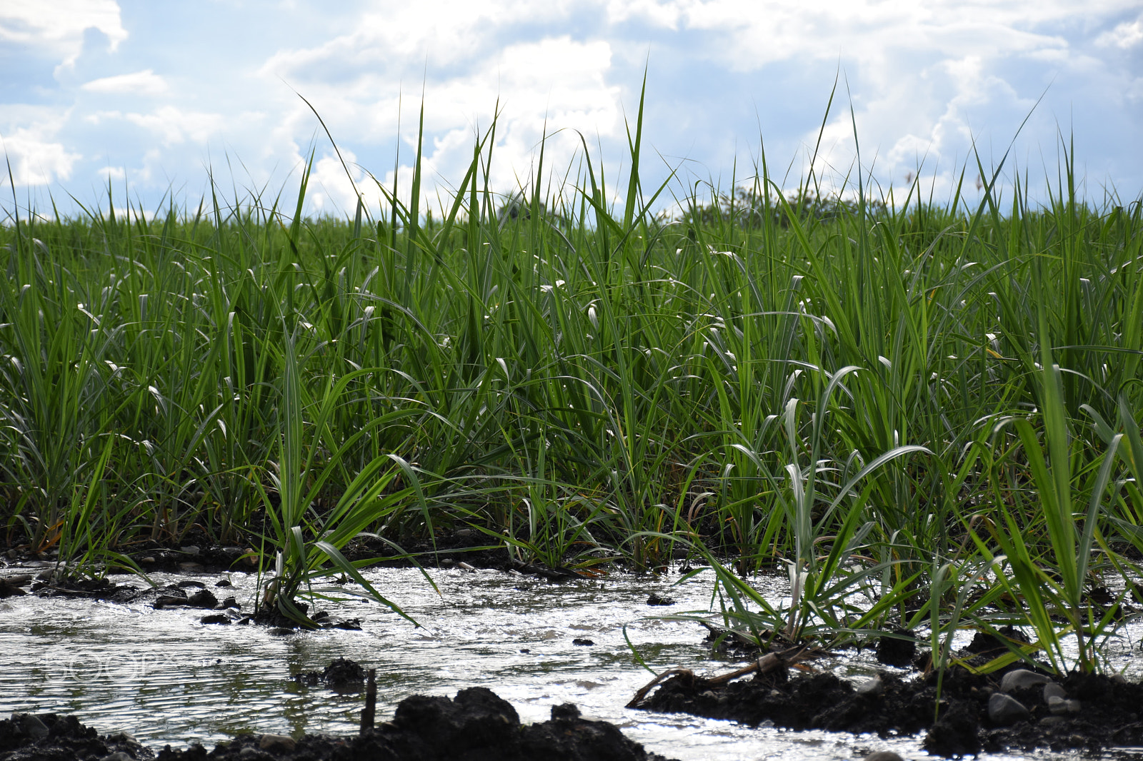 Nikon D5500 + Nikon AF-S DX Nikkor 18-140mm F3.5-5.6G ED VR sample photo. Sugar plantation photography