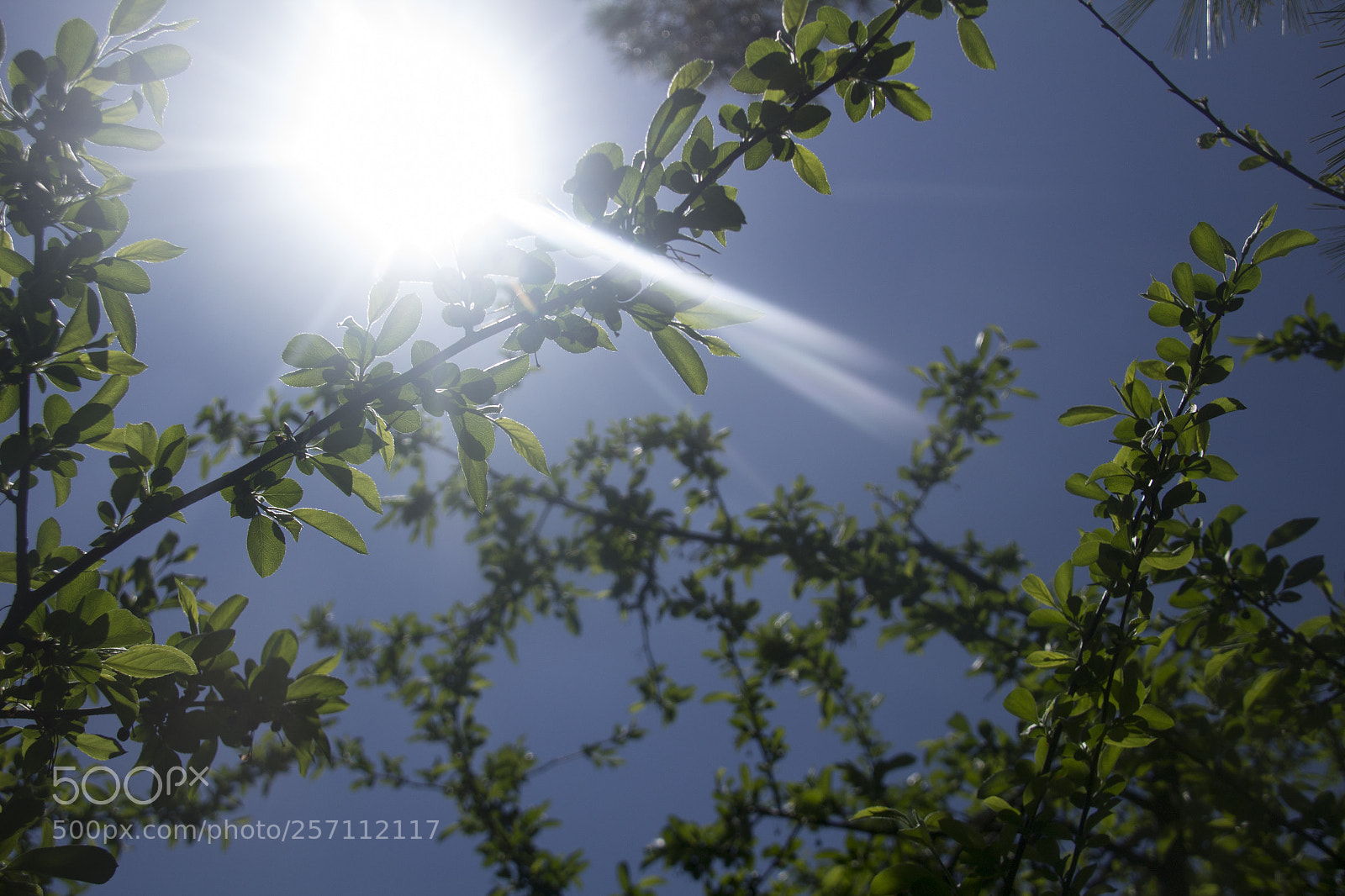 Canon EOS 1200D (EOS Rebel T5 / EOS Kiss X70 / EOS Hi) sample photo. Branches green leaves and photography